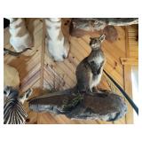 Wallaby Full Body Mount on Rock