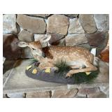 Whitetail Fawn Mount