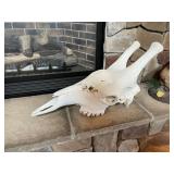 Giraffe Skull