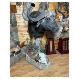 African Cape Buffalo Shoulder Mount w/base