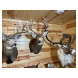 5 x 5 Mule Deer Shoulder Mount