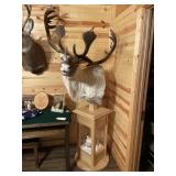 Caribou Shoulder Mount on Pedistool
