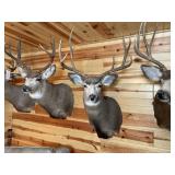 4 x 4 Mule Deer Shoulder Mount