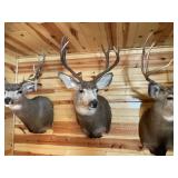 4 x 4 Mule Deer Shoulder Mount