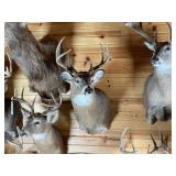 8pt Whitetail Shoulder Mount