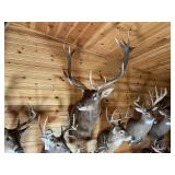 7 x 6 Red Stag Shoulder Mount