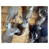 10pt Whitetail Shoulder Mount