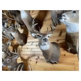 10pt Whitetail Shoulder Mount