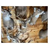 8pt Whitetail Shoulder Mount