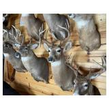 10pt Whitetail Shoulder Mount