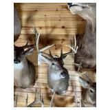 8pt Whitetail Shoulder Mount