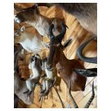African Red Hartebeest Shoulder Mount