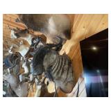 African Blue Wildebeest Shoulder Mount