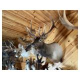 6 x 7 Bull Elk Shoulder Mount