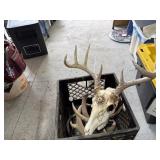 Deer Antlers & Skull