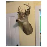 Old Whitetail Shoulder Mount
