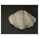 Giant Real Clam Shell (1 half shell) 7' by 10 3/4'