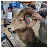 Ram Head