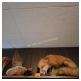 Indoor Pets, with no worry of work