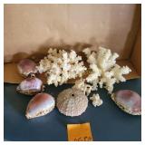 Coral,  Shells,