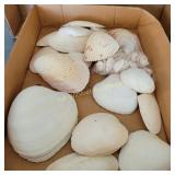Shells