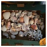 Boxes of Sea Shells