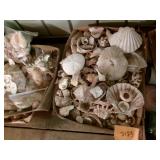 3 Flats of Sea Shells