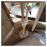 Stork, Little Damage