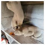 Cats, Damage