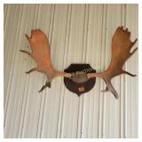 Antlers