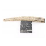 Carved Faux Ivory Tusk & Fossil Tile.