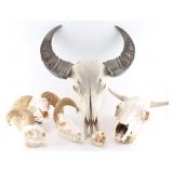 Lot of Animal Skulls