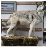 Full Wolf Taxidermy Mount