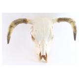 Steer Skull.
