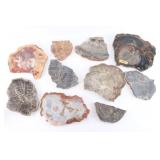 Lot of 10 Slabs of Petrified Wood.