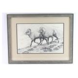 Original Drawing of Two Long Horn Sheep.