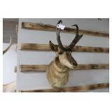 Taxidermy Pronghorn Antelope Mount