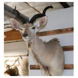 Greater Kudu