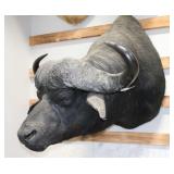 Cape Buffalo Taxidermy Shoulder Mount