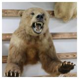 Grizzly Bear Taxidermy Should Mount
