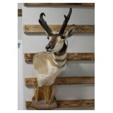 Taxidermy Pronghorn Antelope Shoulder Mount