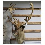 Barend Ground Caribou Taxidermy Shoulder Mount