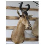 Red Hartebeest Taxidermy Shoulder Mount