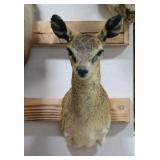 Klipspringer mount