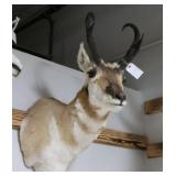 Pronghorn Mount