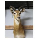 Impala Taxidermy Shoulder Mount