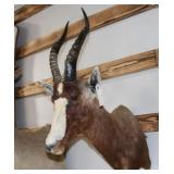 Blesbuck Mount