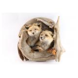 Double Fox Mount