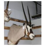 Gemsbuck Mount