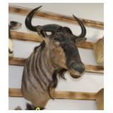 Blue Wildebeest Taxidermy Shoulder Mount